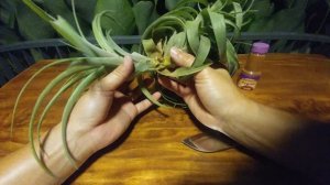 Depupping An Airplant (Tillandsia) Episode 2