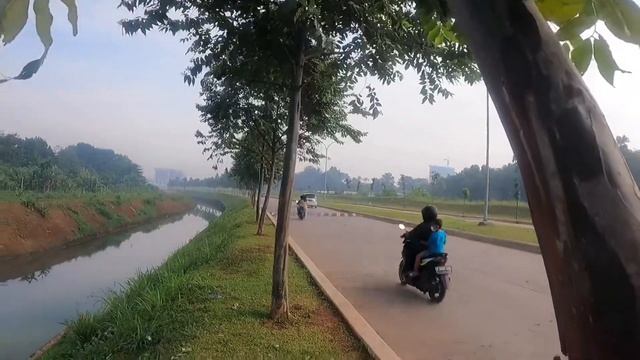 Pohon Eucalyptus Deglupta смотреть онлайн