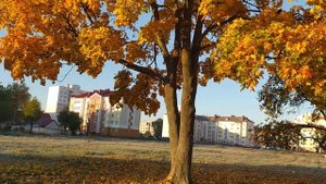 Осенний листопад клёна