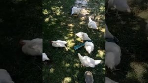 Лечение хрипов и насморка у Бройлеров