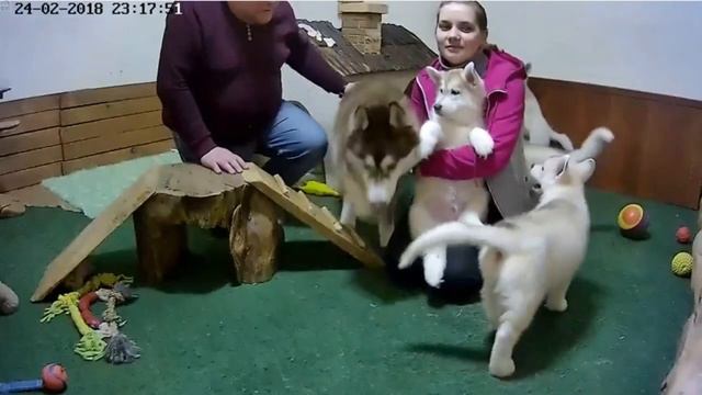 Хасята онлайн. (Ижевск). Сезон 3. - Бруня и младший брат Вест (финал).