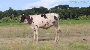 ЗВУКИ И МЫЧАНИЕ КОРОВЫ