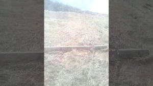 Выравнивание сенокоса от муравейников