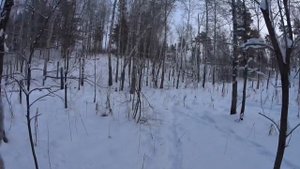 ATA NEO 12 дробовой ствол 610 мм, дробь #1 на 44 метра