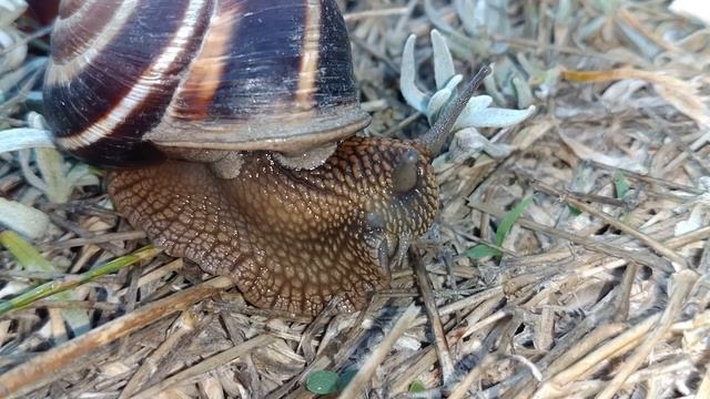 виноградная улитка смотреть онлайн