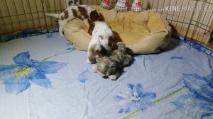 Щенкам Кавалер Кинг Чарльз Спаниель 1 месяц!