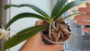 Обзор орхидеи Phal. zebrina