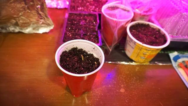Exciting new seeds sprouting! Basement seed starting update. смотреть онлайн