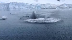 Falklands, South Georgia and Antarctica. Фолклендские острова, Южная Георгия, Антарктика.
