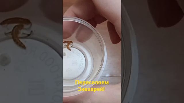 ПЕРЕСЕЛЯЕМ ЖУКОВ ЗНАХАРЕЙ...