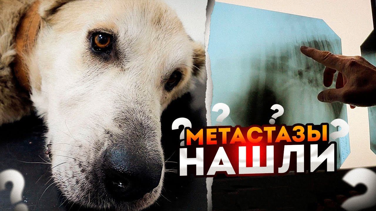 2 часть. Что показало Узи и Рентген , есть ли метастазы, будет ли жить алабайка?