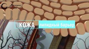 Защита кожи в первую очередь это липидный барьер. Как это работает и как сохранить кожу защищенной.