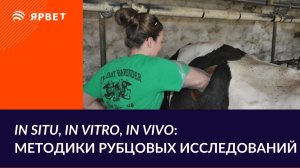 Анализ переваримости в рубце. In vivo, in situ или in vitro