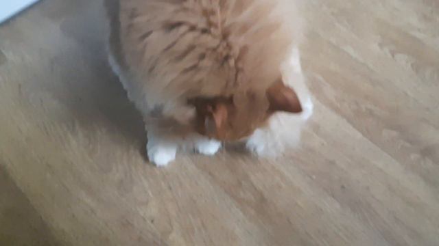 Котику не нравиться когда его гладят.РЫЖИК КОТ.САМЫЙ СМЕШНОЙ КОТ В МИРЕ .ХиХи совет