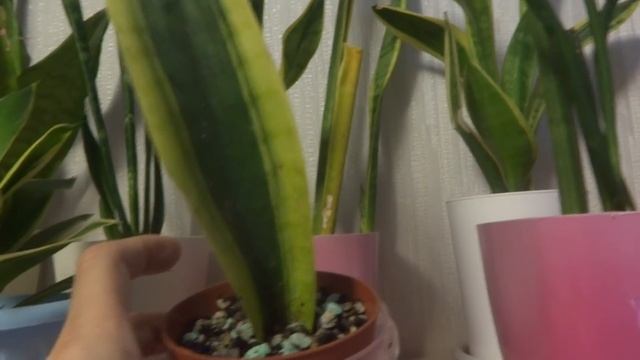 Комнатные цветы/растения. Сансевьера. Новичок в мини коллекции. смотреть онлайн