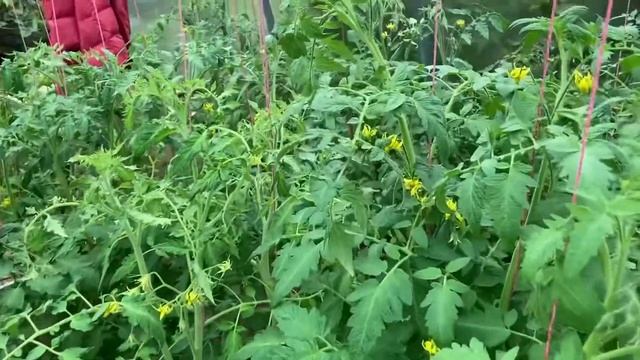 Поликарбонат или плёнка для теплиц? смотреть онлайн