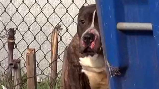 Питбуль сидел у мусорных баков, а дети забрасывали его камнями и палками! смотреть онлайн