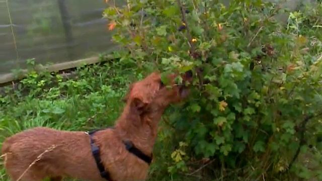 Irish Terrier / Ирландский терьер смотреть онлайн