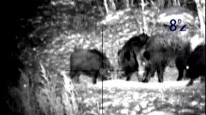 Калибр - 223, стрелял в ухо. 16.12.16г.