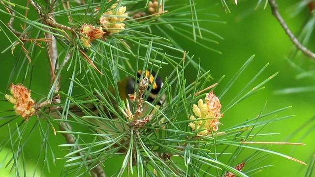 1029. Králíček ohnivý, Common Firecrest, Sommergoldhähnchen, Красноголовый королёк,Zniczek zwyczajn смотреть онлайн