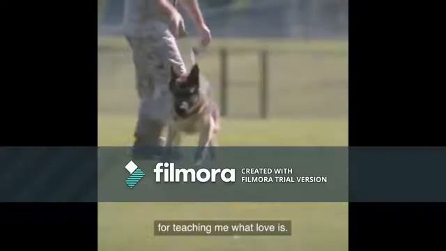 الفيلم الحدث الذي يسرد قصة حياة الكلب Rex و تضحياته في حرب العراق Trailer Megan Leavy Movie смотреть онлайн