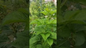 Ежевика Черная Магия