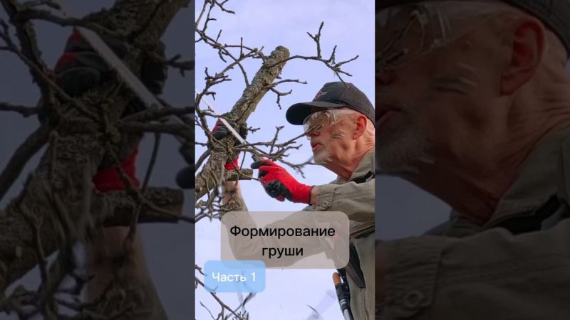 Формирование груши. Часть 1. #bonsai #бонсай #ниваки #сад #андрейдарусенков #плодовыедеревья