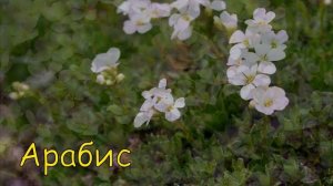 Растения для альпийской горки.