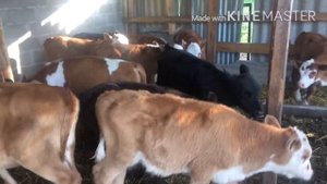 Телки Абердин Ангус