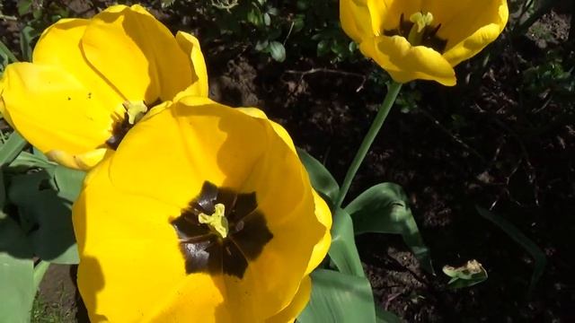 Тюльпаны на даче. смотреть онлайн