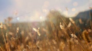 Среди земных страстей🤩Красивый Псалом от Ромы Троцковець 🎶✨.