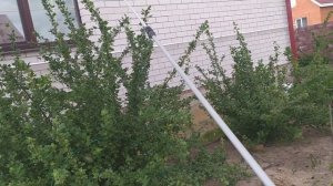 Тля на крыжовнике.