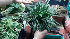 Эти цветы легко черенкуются даже зимой цветут шикарно ???