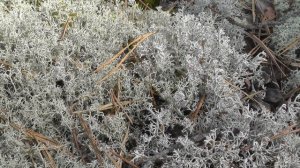 Кладония лесная и оленья видео. Лесные зарисовки