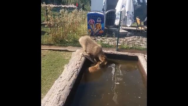 Зоопарк в День Рождения. смотреть онлайн