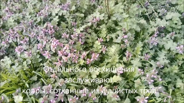 Севастополь.Деревья в цветах.Крымская весна.