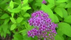 Спирея японская.