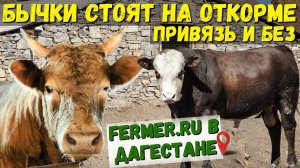 Дагестанский бизнес - откорм бычков на мясо. 400 голов КРС - 1000 рублей с одного бычка в месяц