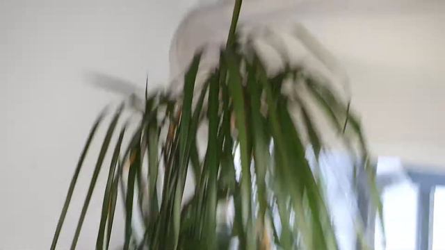 MY 100+ PLANT TOUR! Rare Plants? Monstera! Philodendron! Scindapsus! Hoya! ROOM TOUR! PLANT HAUL!!! смотреть онлайн