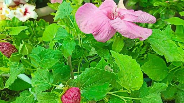 All about Luna hibiscus 🌺|| biggest flower 🌺#lunahibiscus#hibiscus #luna #mybeautifulrooftopgarden смотреть онлайн
