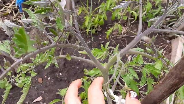 Дожди   Хлороз Желтеют листья Срочно принимайте меры Лечим хлороз