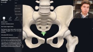 3D Скелет и классификация костей | ЕГЭ Биология 2022