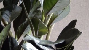 Замиокулькас черный купить