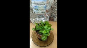 Поливай дионею правильно! Чем и как поливать венерину мухоловку?