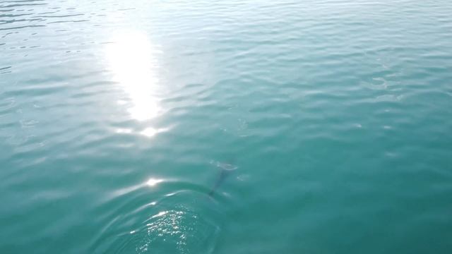 Дельфины в Абхазии смотреть онлайн