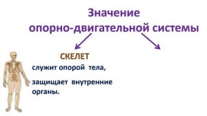 Тема 17. Опора тела и движение