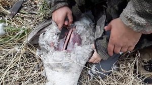 Как чистить гуся.часть1.2019