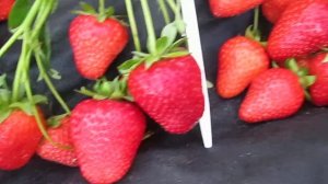 Квики - ранний сладкий сорт клубники .