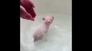 СВИНЮШКИ И МИНИ-ПИГИ ЗАХВАТИЛИ МИР??? / Miniature Pigs