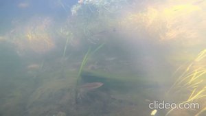 Аквариум в природе.